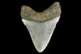 Fossil Megalodon Tooth - North Carolina #149392-2